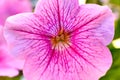 Pink petunia flower, pistil and stamens are illuminated by sunlight yellow close-up macro Royalty Free Stock Photo