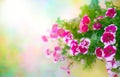 Pink petunia in flower pot Royalty Free Stock Photo