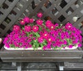 Pink petunia flower pot Royalty Free Stock Photo