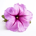 Pink Petunia Flower: Ultraviolet Photography For Feminine Empowerment