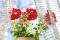 Pink petunia flowers against a blue sky. Close-up Royalty Free Stock Photo