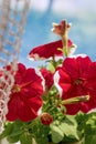 Pink petunia flowers against a blue sky. Close-up Royalty Free Stock Photo