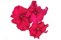 Pink petunia flowers bloom in the garden isolated on white background Royalty Free Stock Photo