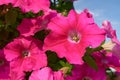 Pink petunia flowers close-up against the blue sky. Beautiful flowers in summer Royalty Free Stock Photo