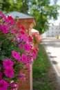 Pink petunia flowers in a flower pot hang on a fence. Vertical photo of a beautiful street interior Royalty Free Stock Photo