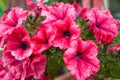 Pink petunia flowers in green house plantation