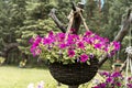 Pink petunia flowers in hanging homemade pot on old snag close-up in summer garden , botany gardening hobby eco design concept