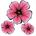 Pink petunia flowers isolated on white Royalty Free Stock Photo