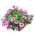 Pink petunia flowers isolated on white background Royalty Free Stock Photo