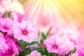 Pink Petunia Flowers