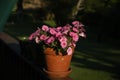 Pink petunia flowers in pot Royalty Free Stock Photo