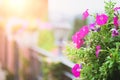Pink Petunia flowers in the pot. Royalty Free Stock Photo