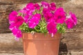 Pink petunia flowers in a pot on a wooden background Royalty Free Stock Photo