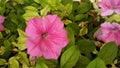 Pink Petunia flowers. Solanaceae, Petunioideae.