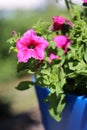 Vibrant, Colorful Pink Petunia Flowers and Plenty of Leaves in a Closeup During a Sunny Day in Finland Royalty Free Stock Photo