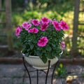 Pink petunia flowers in vase in garden