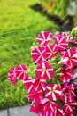 Pink petunia flowers with white stripes Royalty Free Stock Photo