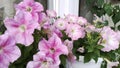 Pink Petunia grandiflora on windowsill. Pastel bright flowers on window. Blooming Garden on balcony. Home Gardening. Comfortable Royalty Free Stock Photo