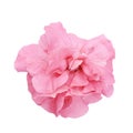 Pink petunia isolated on white background