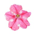 Pink Petunia isolated on white. Close up. Petunia. Royalty Free Stock Photo