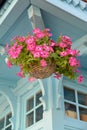 Pink Petunia Petunia Juss., Baby Doll variety in suspended cashpot