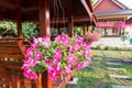 Pink petunia pot hanging on the pavilion eaves Royalty Free Stock Photo