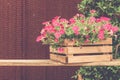 Pink petunia in pot on wood table. Royalty Free Stock Photo