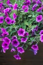 Pink petunia in wooden container flower pot Royalty Free Stock Photo