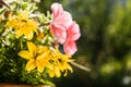 Pink petunia and yellow bidens ferulifolia flowers in the flowerbed. Blooming flower garden close up. Royalty Free Stock Photo