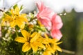 Pink petunia and yellow bidens ferulifolia flowers in the flowerbed. Blooming flower garden close up. Royalty Free Stock Photo