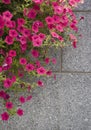 Pink Petunias Royalty Free Stock Photo