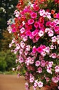 Pink petunias