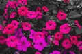 pink petunias with black and white colors Royalty Free Stock Photo