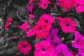 pink petunias with black and white colors Royalty Free Stock Photo