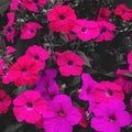 pink petunias with black and white colors Royalty Free Stock Photo