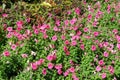 Pink petunias and coleus bloom in the flowerbed
