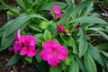 Pink petunias in the garden. Berlin, Germany