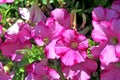 Pink petunias Royalty Free Stock Photo