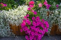 Pink petunias, pink Mandevilla sanderi or dipladenia, white snow princess - Lobularia - silver rain - Dichondra - in flower box.