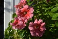 Pink petunias - perfect container plants - grow in small garden on the balcony