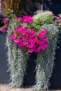 Pink petunias, pink Mandevilla sanderi or dipladenia, white snow princess - Lobularia Snow Princess in flower box.