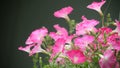 Pink petunias