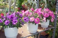 Pink Petunias in White Pots Royalty Free Stock Photo