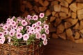 Pink petunias in wicker basket by firewood Royalty Free Stock Photo