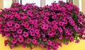 Pink Petunias in the window