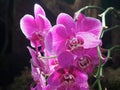 Pink Phaelenopsis Flowers