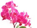 Pink phalaenopsis