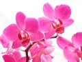 Pink phalaenopsis