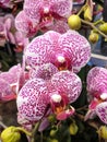 Pink phalaenopsis with dots blossoms Royalty Free Stock Photo