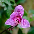 Pink Phalaenopsis or Moth dendrobium Orchid flower Royalty Free Stock Photo